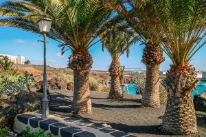 Palmen Arrecife Lanzarote