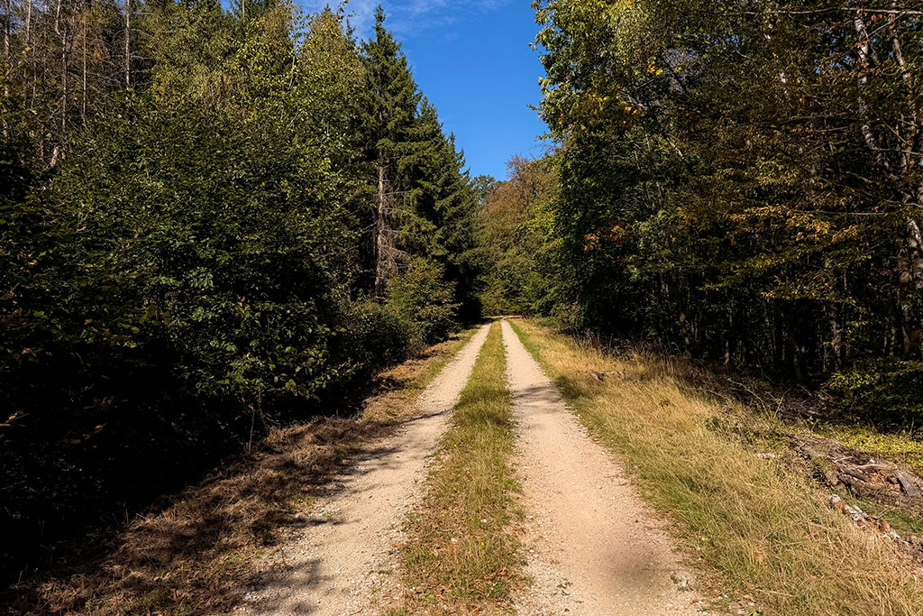Gravelwege im Binger Wald