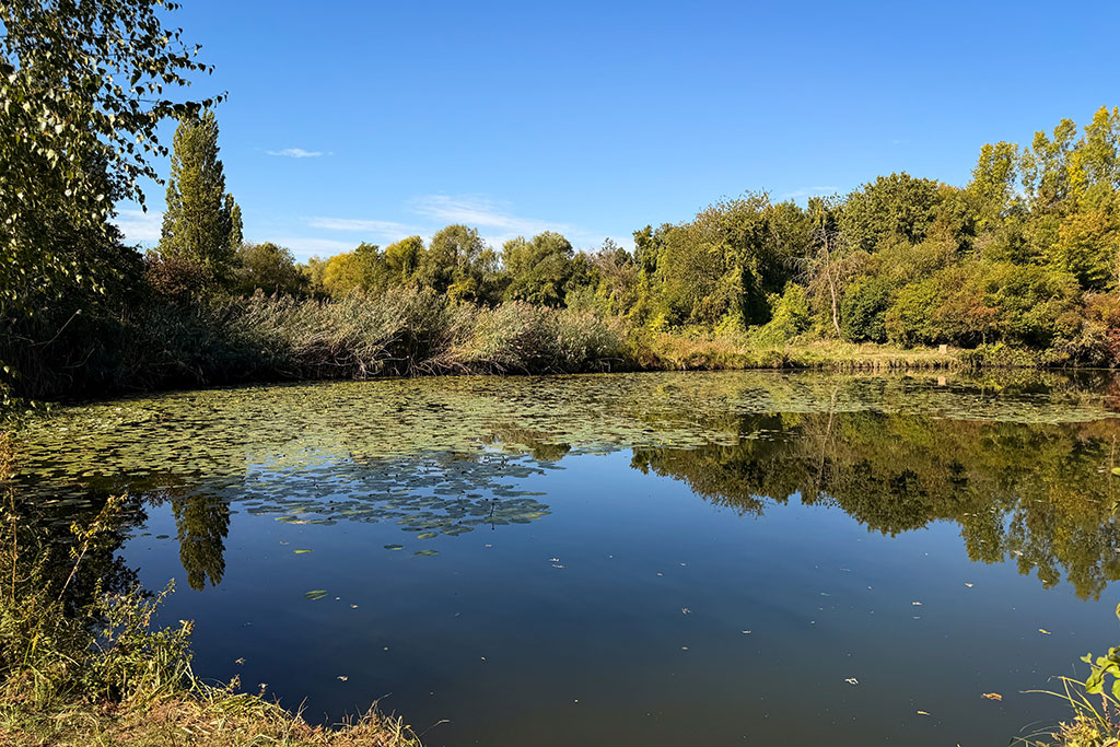 Weiher bei Waldalgesheim